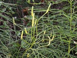 Lycopodium deuterodensum. Close-up of sessile immature strobili with appressed sporophylls, and aerial branches with appressed leaves.
 Image: L.R. Perrie © Leon Perrie CC BY-NC 4.0